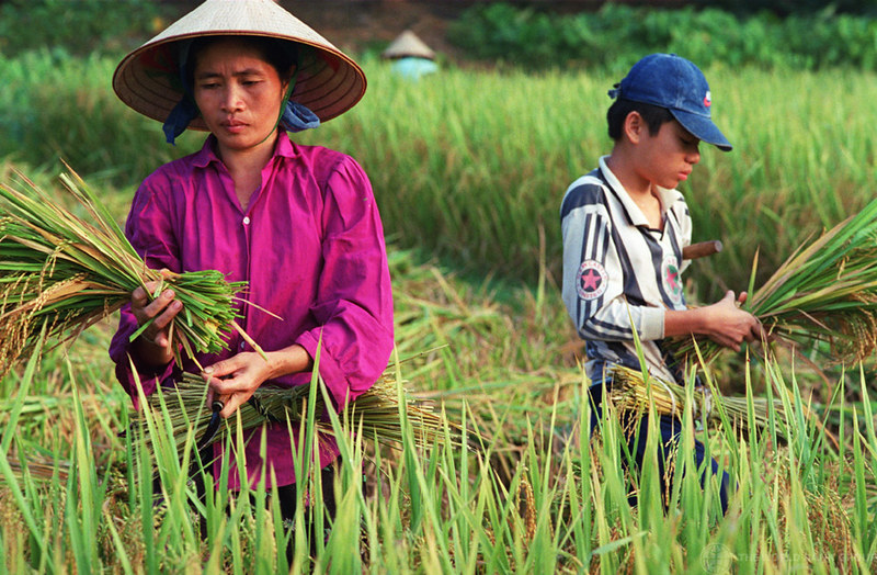 Farmers harvesting rice Vietnam