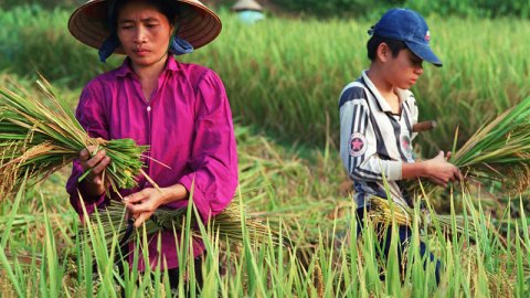 Farmers harvesting rice Vietnam