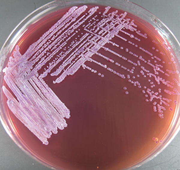 Melioidosis | Infectious Diseases Data Observatory