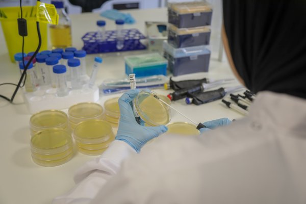 Researcher Testing for AMR